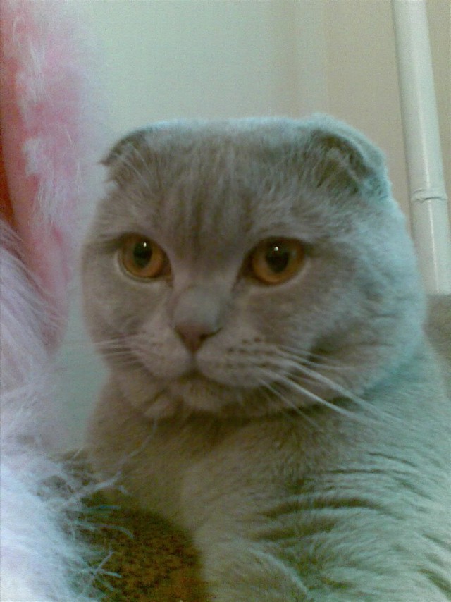 Котовторник на ЯПе