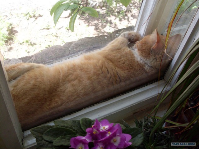 Котовторник