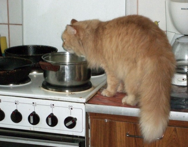 Котовторник на середину июня