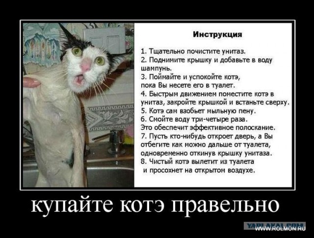 При купании йорк превращается...