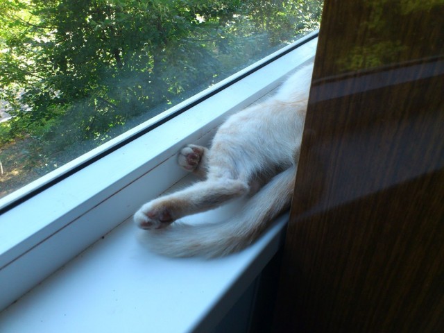 Сонный Котовторник