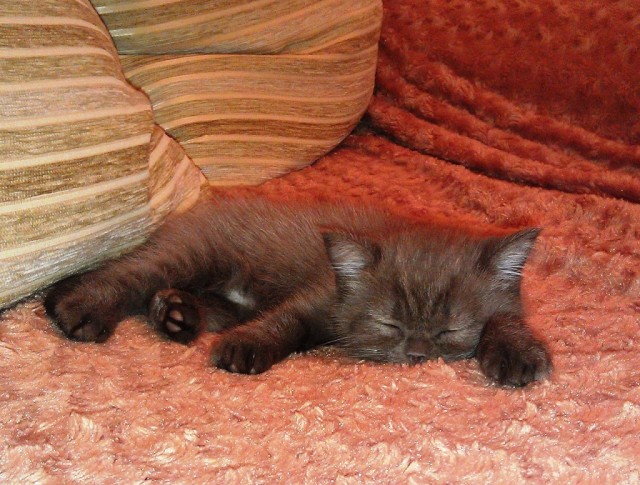 Котовторник 20.12.2011