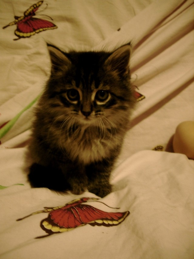 Котовторник 24.04.2012