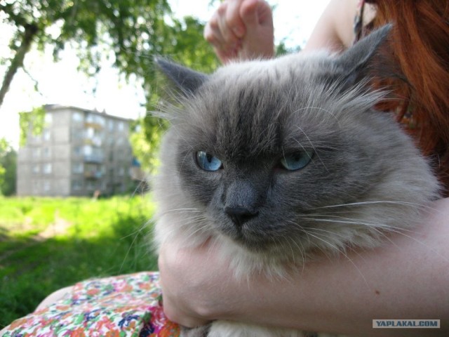 Котовторник  19.06.2012