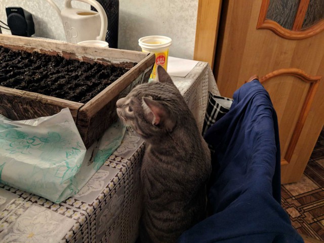 Котовторник 22.01.2019.