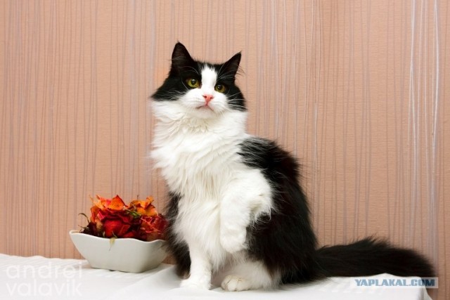Котовторник  4.09.12