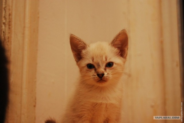 Котовторник ( 23.10. 2012. )