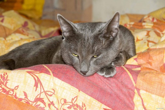 16 лучших котов сезона