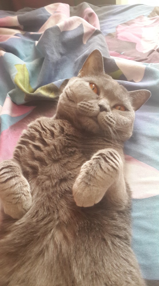 С Днём кошки!