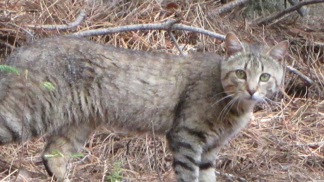 Дикий котовторник