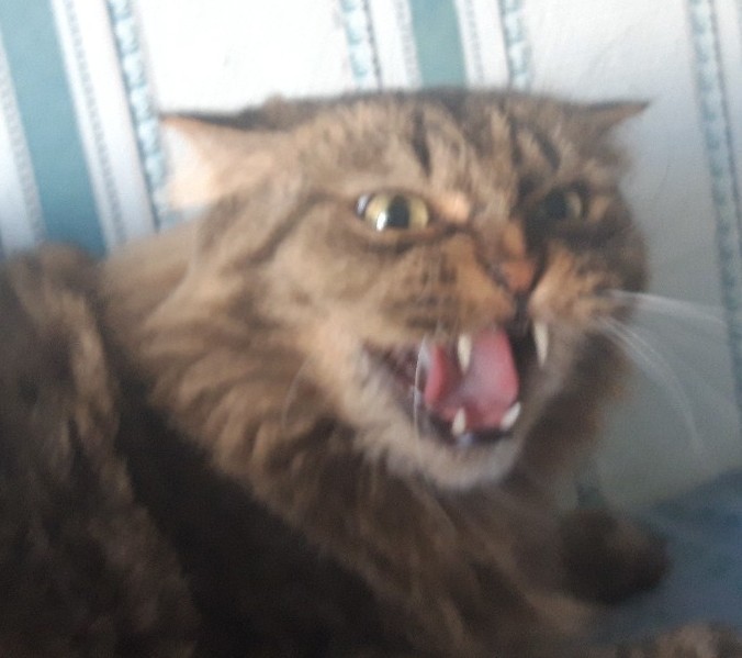 Кошиная жесть