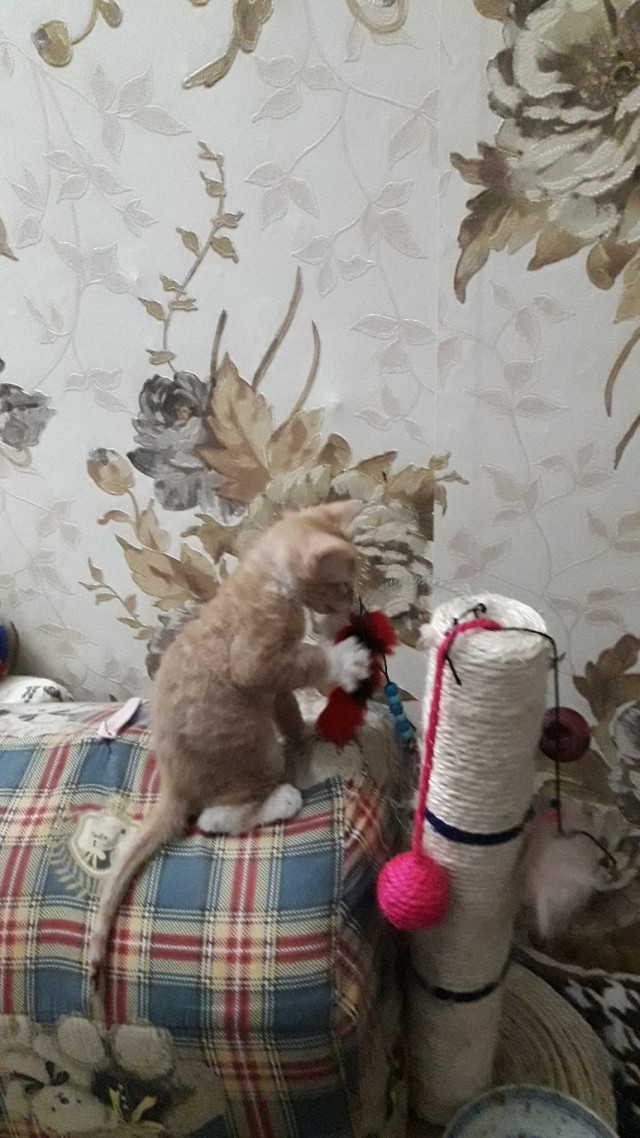 Забавные фото котеек