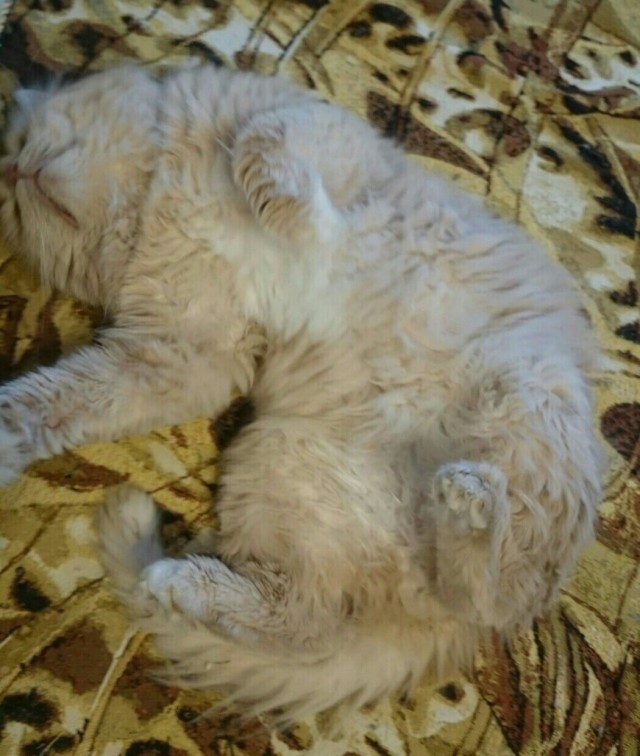Забавные картинки с котами из сети