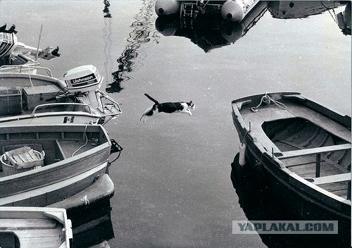 Фотожаба: Полет Барсика
