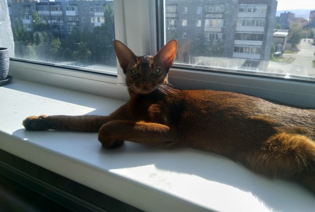 Котейки и солнышко
