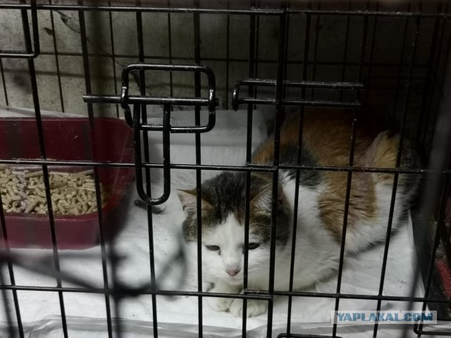 Жизнь домашнего приюта "Котоленд" 267