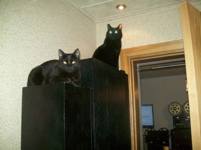 Ночные приключения кота
