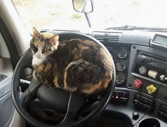 Кошки часто любят отдыхать там, где их, в принципе, не должно быть