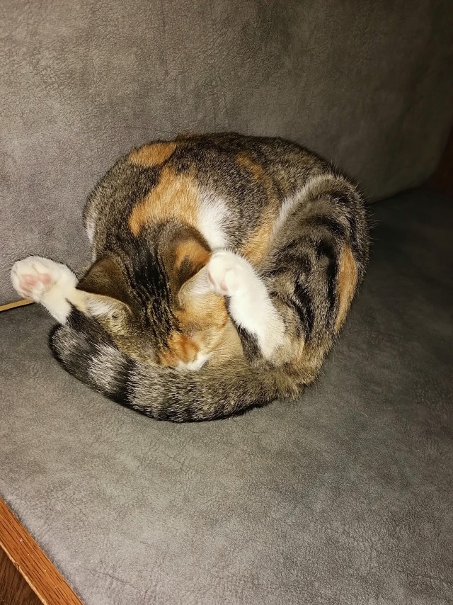 Котовторник!