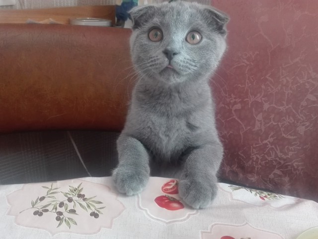 Даешь котовторник!