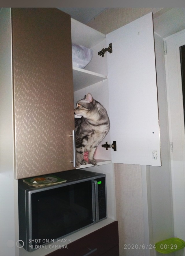 Хоба! Котовторник!
