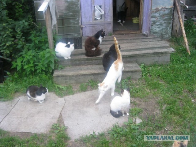Жизнь домашнего приюта для котеек 354