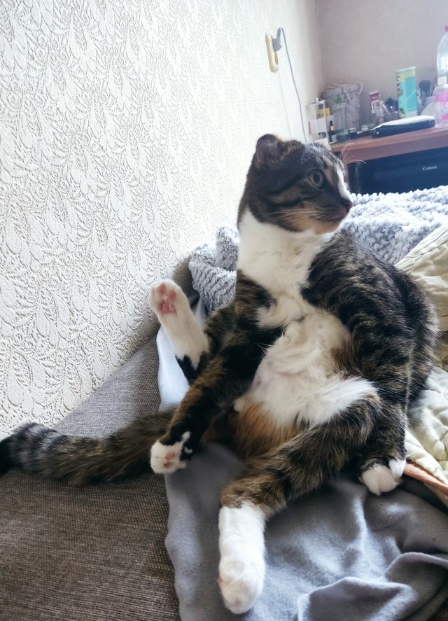 Котовторник же уже наступил?