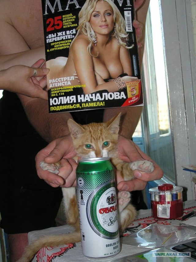 Котяра ищет ХОЗЯИНА