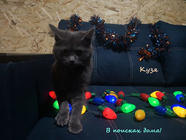 Жизнь домашнего приюта "Котоленд" 316
