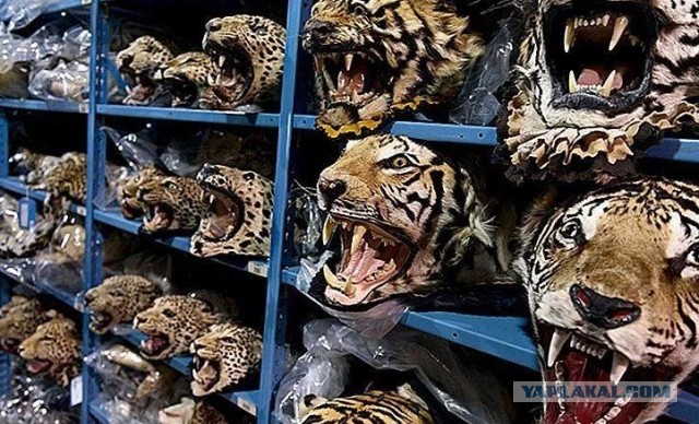Тигры в Мариупольском зоопарке