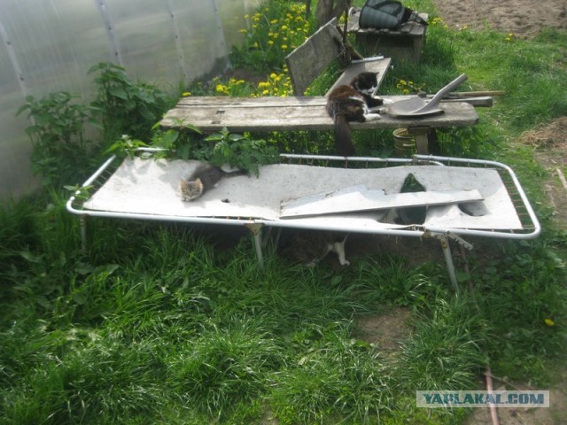 Жизнь домашнего приюта для котеек 395