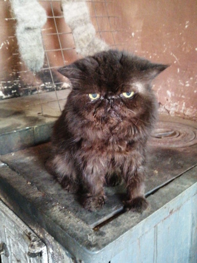 А вот и котовторник 24.05.2022