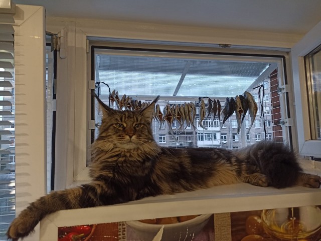 Кошка
