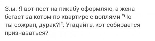 Смириться с котом