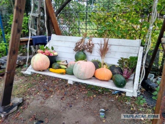 Первые ночные заморозки! Пора хвастаться урожаем, Дачники! Дела огородные