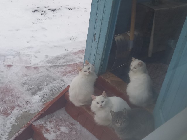 Давно вроде не было... А что у вас за окном