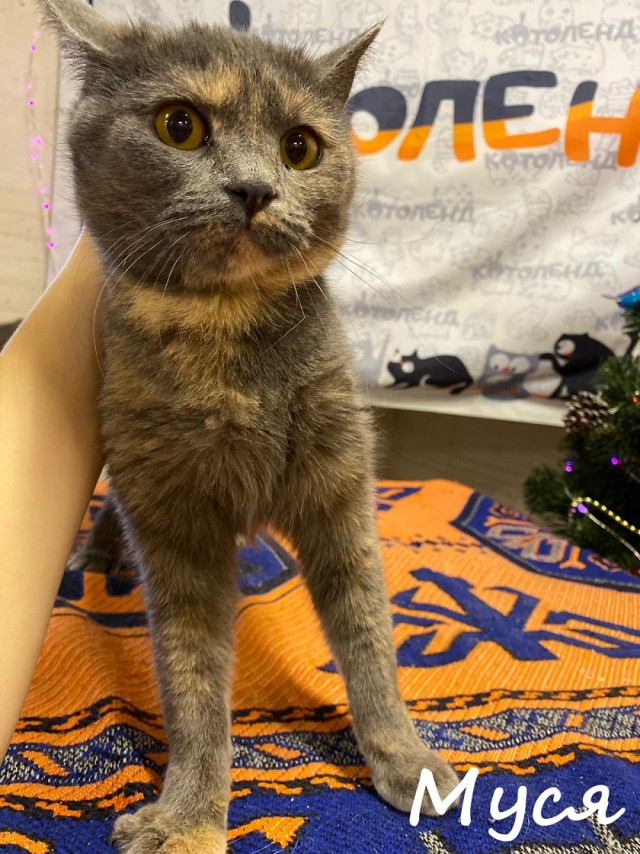 Жизнь домашнего приюта "Котоленд" 368