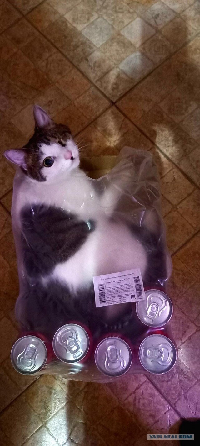 КисОВторнику быть! Всех с Новым Годом!