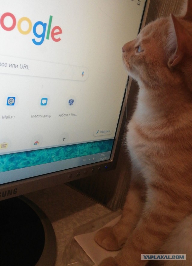 Сегодня всемирный день кошек!