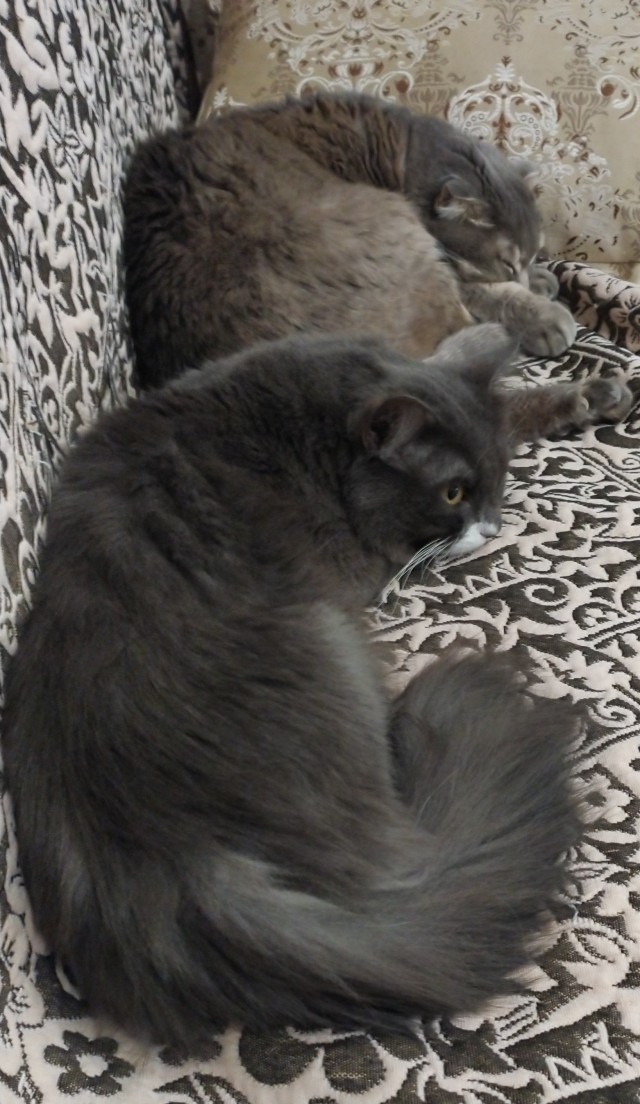 Котовторнику посвящается