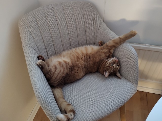 Котячьих потягушечек вам в ленту!
