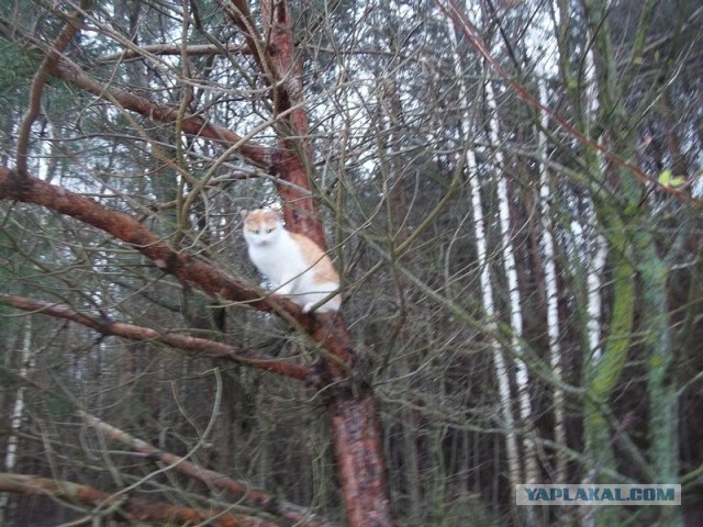 Жизнь домашнего приюта для котеек 443