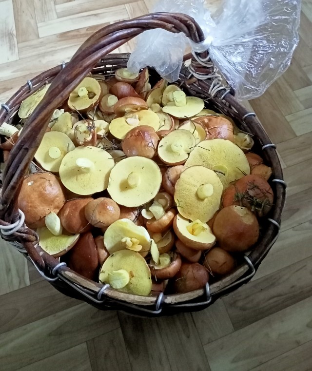 Сходил за грибами (Мск. обл)