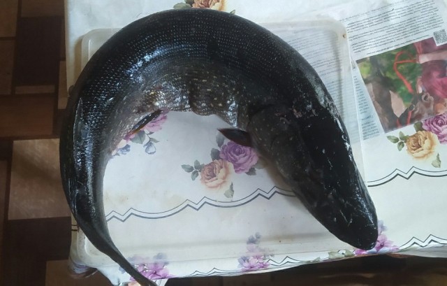 Хороший день на рыбалке