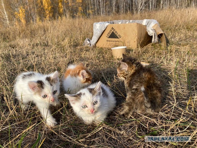 Коробка в чистом поле