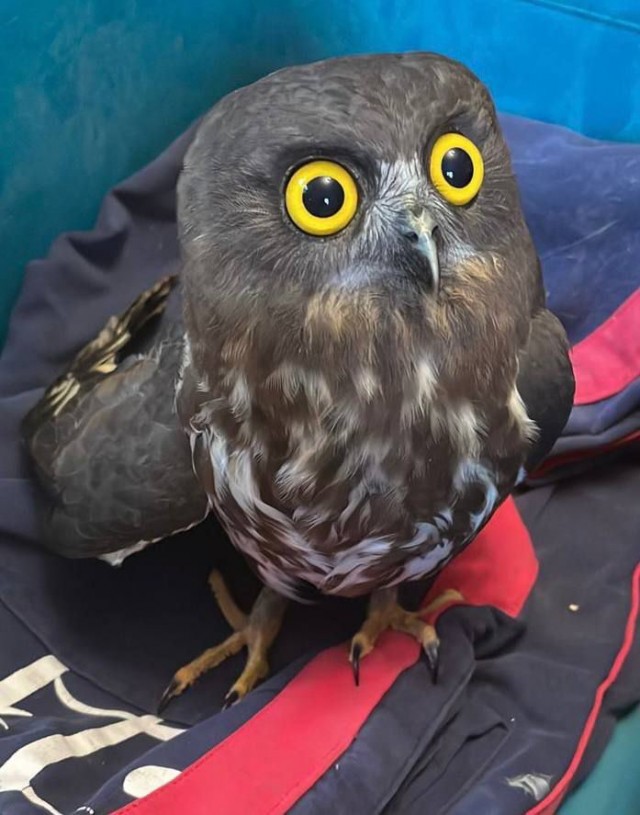 В Хабаровском крае дети спасли редкую сову