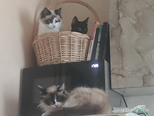 Котовторник уже пришёл?