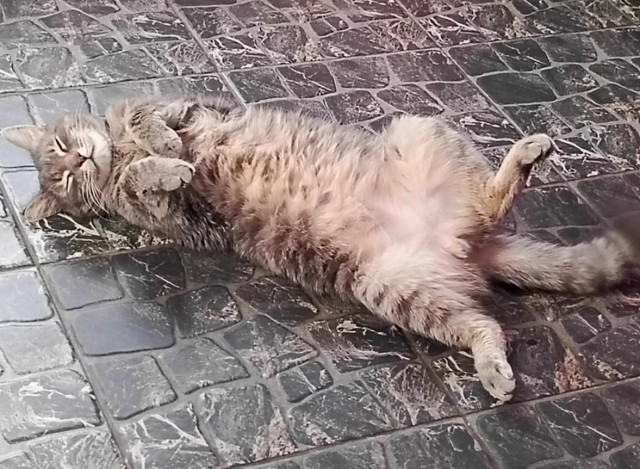 Кошкопортрет