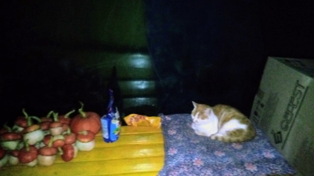 Коты деревенской породы