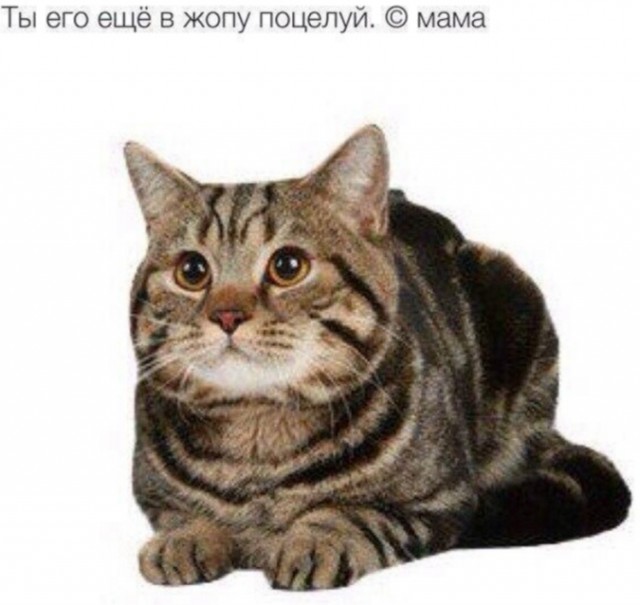 Нуштош 12.09.2024